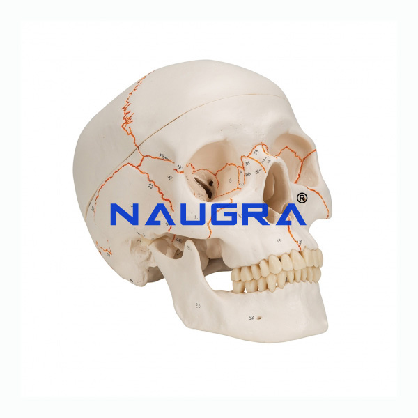 3 Parts Human Skull numbered - TVET Lab Equipment Manufacturer India