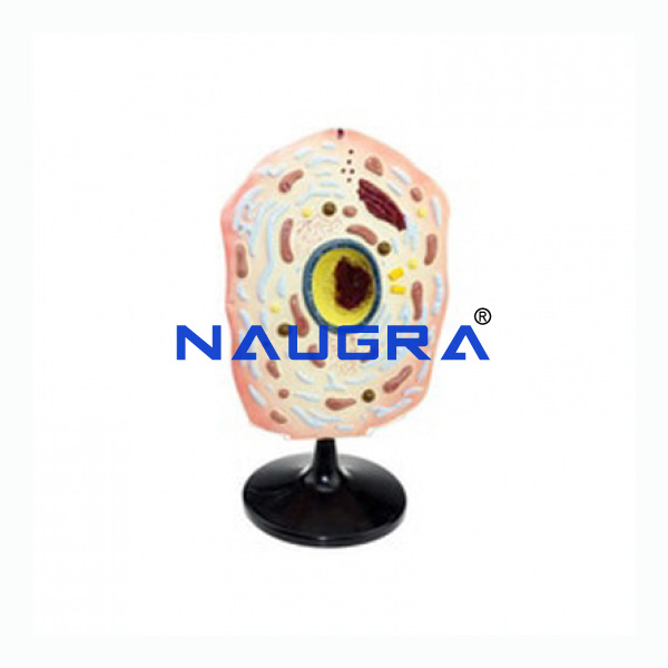 Animal Cell - TVET Lab Equipment Manufacturer India