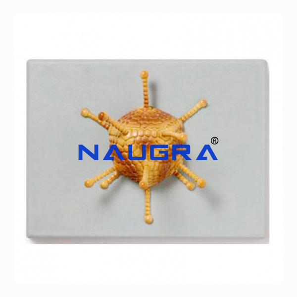 Adenovirus - TVET Lab Equipment Manufacturer India