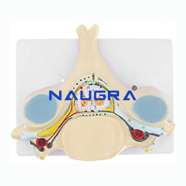 5TH Cervical Vertebra - TVET Lab Equipment Manufacturer India