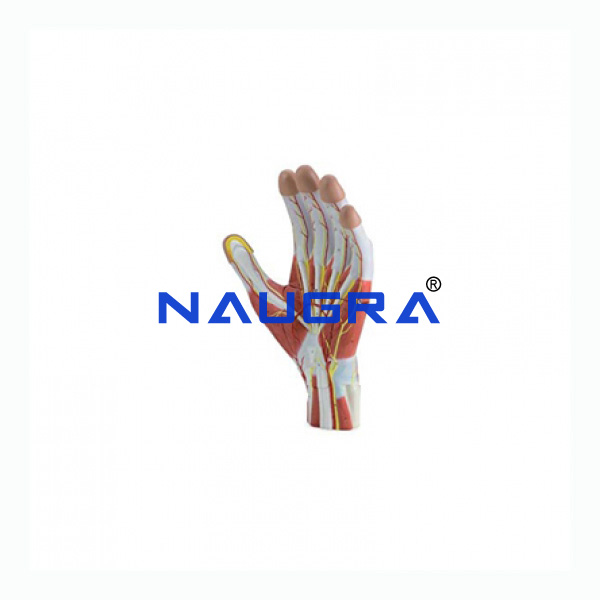 Anatomy Of The Hand, 3 Parts - TVET Lab Equipment Manufacturer India
