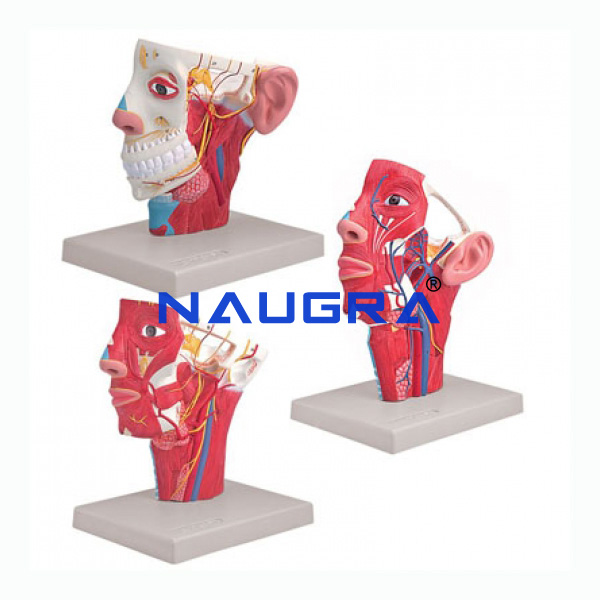 Veins of Head/Arteries of Head/nerves of Head - TVET Lab Equipment Manufacturer India