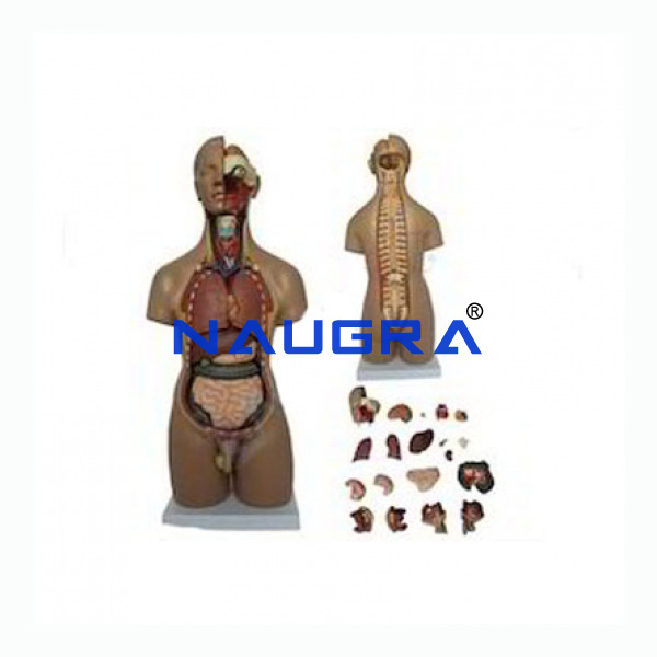 Unisex Torso 20 Parts, Fibre - TVET Lab Equipment Manufacturer India