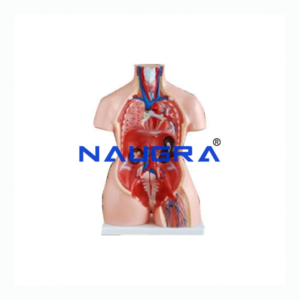 Biology Models - TVET Lab Equipment Manufacturer India