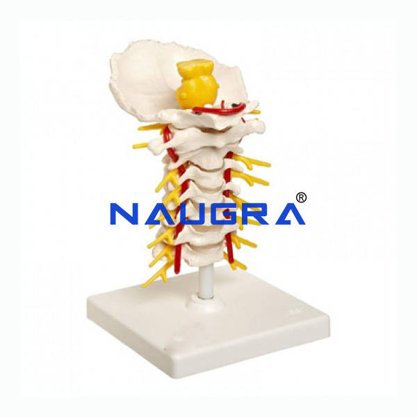 Cervical Spinal Column - TVET Lab Equipment Manufacturer India