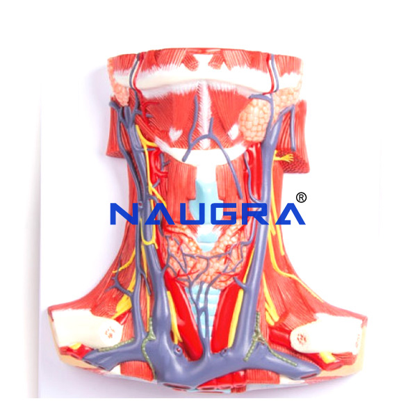 Anatomy Of The Neck - TVET Lab Equipment Manufacturer India