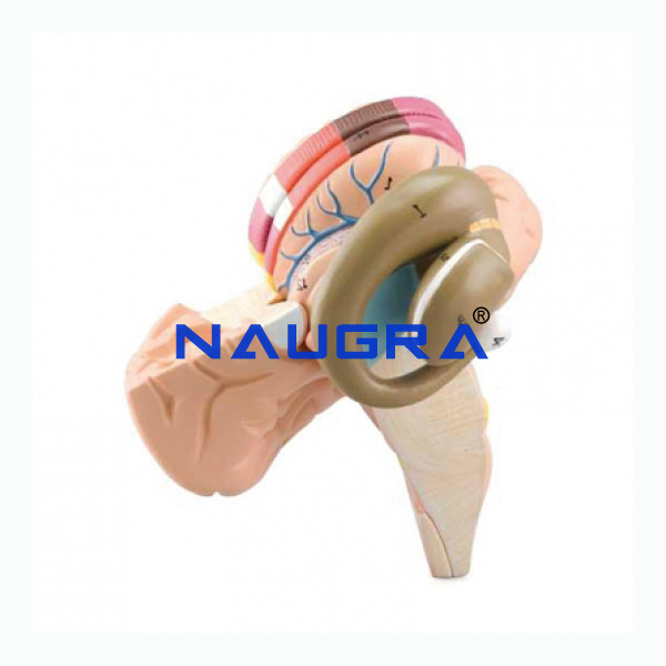 Basal Nuclei And Internal Capsule - TVET Lab Equipment Manufacturer India