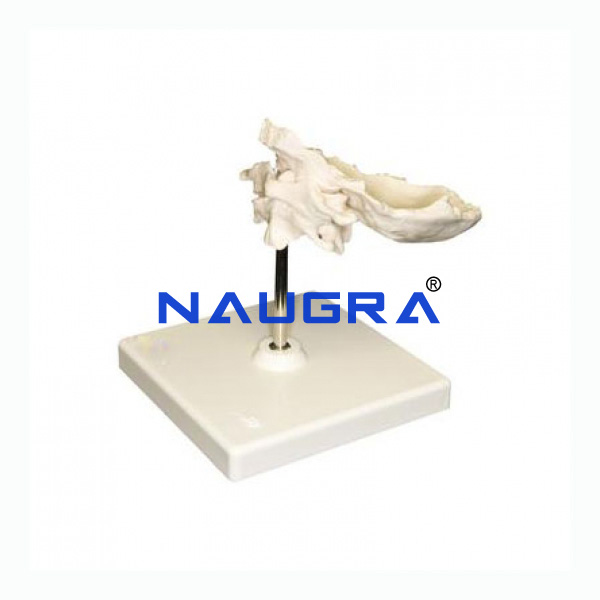 Axis And Occipital Bone Atlas - TVET Lab Equipment Manufacturer India