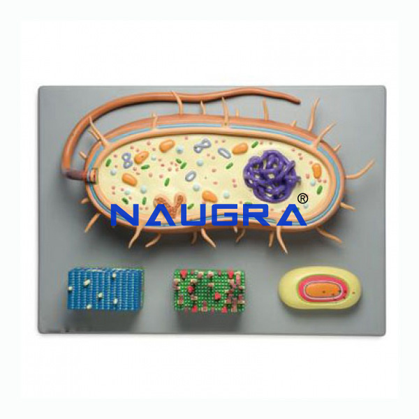 Bacterium - TVET Lab Equipment Manufacturer India