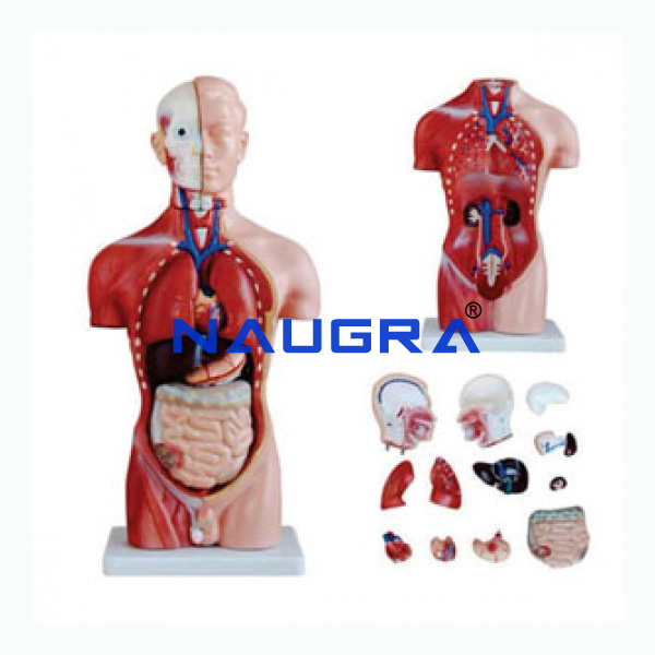 Torso 15 Parts, Fibre - TVET Lab Equipment Manufacturer India