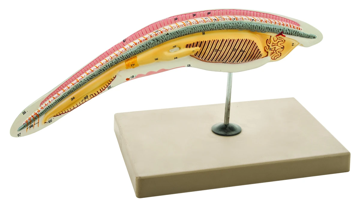 Amphioxus - TVET Lab Equipment Manufacturer India