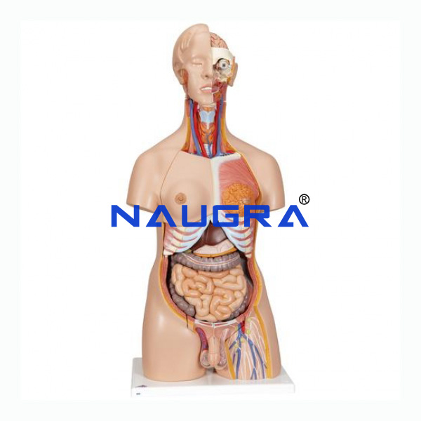 Unisex Torso 23 Parts, Fibre - TVET Lab Equipment Manufacturer India