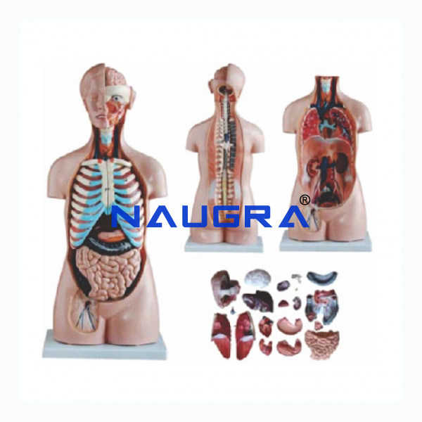 Tri-sex Torso 21 Parts, Fibre - TVET Lab Equipment Manufacturer India