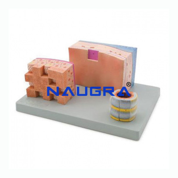 Trachea Section - TVET Lab Equipment Manufacturer India