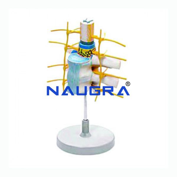 Thoracic Vertebrae (spinal Cord) - TVET Lab Equipment Manufacturer India