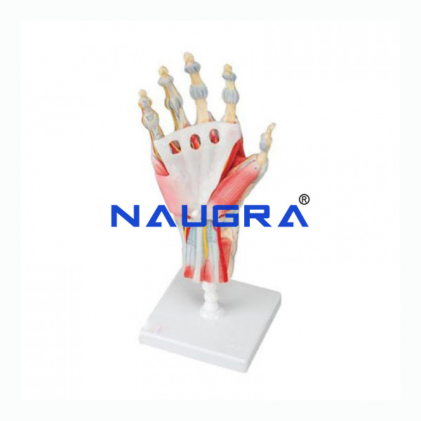 Anatomy Of The Hand, 3 Parts - TVET Lab Equipment Manufacturer India