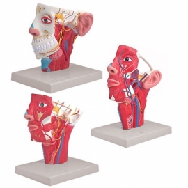 Veins of Head/Arteries of Head/nerves of Head Manufacturer India