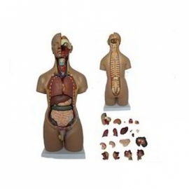 Unisex Torso 20 Parts, Fibre Manufacturer India