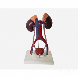 Urinary System Manufacturer India