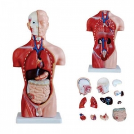 Torso 15 Parts, Fibre Manufacturer India