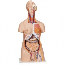 Unisex Torso 23 Parts, Fibre Manufacturer India