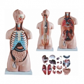 Tri-sex Torso 21 Parts, Fibre Manufacturer India