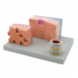 Trachea Section Manufacturer India
