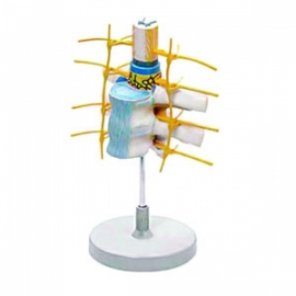 Thoracic Vertebrae (spinal Cord) Manufacturer India